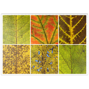 Darstellung des Puzzle Motivs puzzleplate Autumn Leaves 3 500 Puzzle