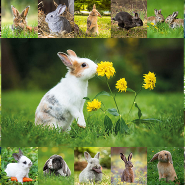 Darstellung des Puzzle Motivs Bunnies & Flowers - Collage No. 1 100 Puzzle 3D Modell