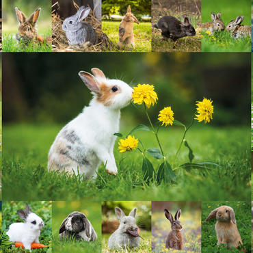 Darstellung des Puzzle Motivs Bunnies & Flowers - Collage No. 1 500 Puzzle 3D Modell