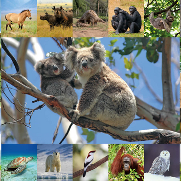 Darstellung des Puzzle Motivs Einzigartig - Bedrohte Tierarten - Collage No. 1 100 Puzzle 3D Modell