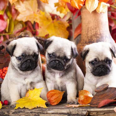 Darstellung des Puzzle Motivs Mops-Welpen 1000 Puzzle 3D Modell