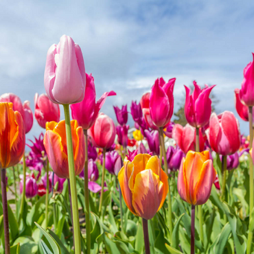 Darstellung des Puzzle Motivs Orange- gelbes Tulpenfeld 100 Puzzle 3D Modell