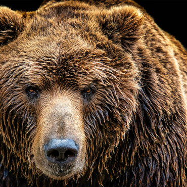 Darstellung des Puzzle Motivs Braunbär (Ursus arctos beringianus) 500 Puzzle 3D Modell