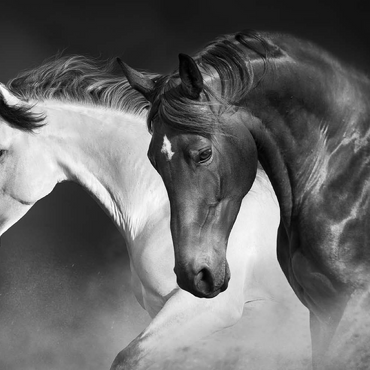 Darstellung des Puzzle Motivs Pferde laufen Galopp in der Wüste 500 Puzzle 3D Modell