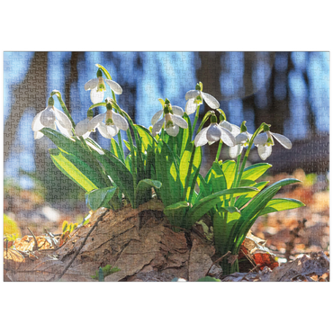 Darstellung des Puzzle Motivs puzzleplate Schneeglöckchen (Galanthus nivalis), Frühlingsblumen im Wald 1000 Puzzle