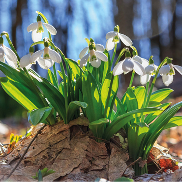 Darstellung des Puzzle Motivs Schneeglöckchen (Galanthus nivalis), Frühlingsblumen im Wald 1000 Puzzle 3D Modell
