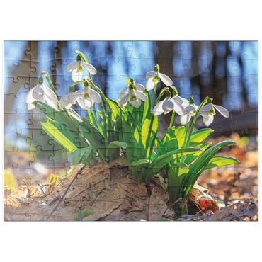 Darstellung des Puzzle Motivs puzzleplate Schneeglöckchen (Galanthus nivalis), Frühlingsblumen im Wald 100 Puzzle