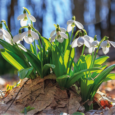 Darstellung des Puzzle Motivs Schneeglöckchen (Galanthus nivalis), Frühlingsblumen im Wald 100 Puzzle 3D Modell