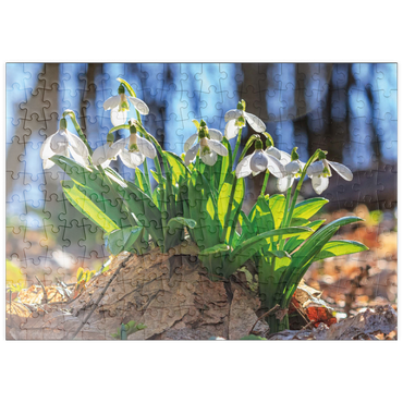 Darstellung des Puzzle Motivs puzzleplate Schneeglöckchen (Galanthus nivalis), Frühlingsblumen im Wald 200 Puzzle