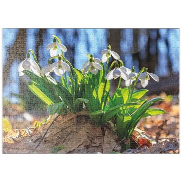 Darstellung des Puzzle Motivs puzzleplate Schneeglöckchen (Galanthus nivalis), Frühlingsblumen im Wald 500 Puzzle