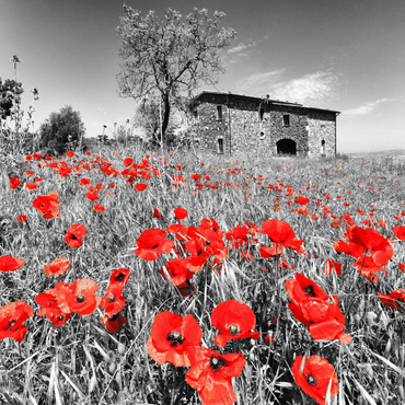 Darstellung des Puzzle Motivs Mohnfeld vor einem Landhaus an den Hängen über Orvieto, Umbrien 1000 Puzzle 3D Modell