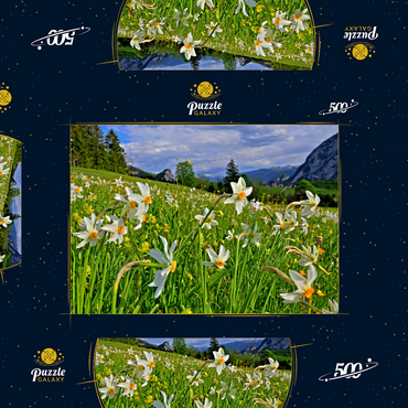 Darstellung des Puzzle Motivs Blühende Narzissenwiese, Tauplitz, Salzkammergut, Steiermark, Österreich 500 Puzzle Schachtel 3D Modell