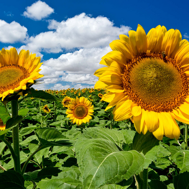 Darstellung des Puzzle Motivs Sonnenblumenfeld 1000 Puzzle 3D Modell