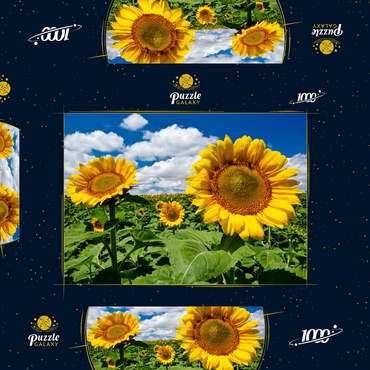 Darstellung des Puzzle Motivs Sonnenblumenfeld 1000 Puzzle Schachtel 3D Modell