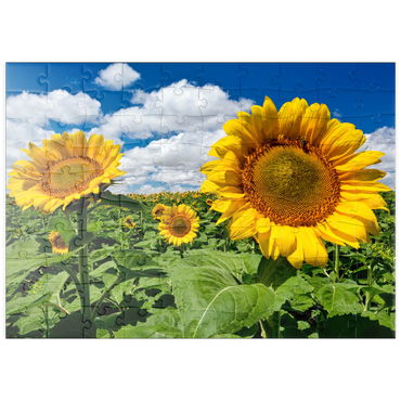 Darstellung des Puzzle Motivs puzzleplate Sonnenblumenfeld 100 Puzzle