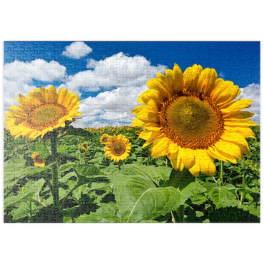 Darstellung des Puzzle Motivs puzzleplate Sonnenblumenfeld 500 Puzzle
