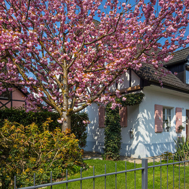 Darstellung des Puzzle Motivs Blühende Zierkirsche an einem Wohnhaus 100 Puzzle 3D Modell