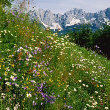 Darstellung des Puzzle Motivs Blumenwiese mit Blick zum Wilden Kaiser, Tirol, Österreich 1000 Puzzle 3D Modell
