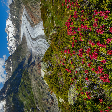 Darstellung des Puzzle Motivs Alpenrosenblüte, Großer Aletschgletscher gegen Wannenhorn (3906m) 500 Puzzle 3D Modell