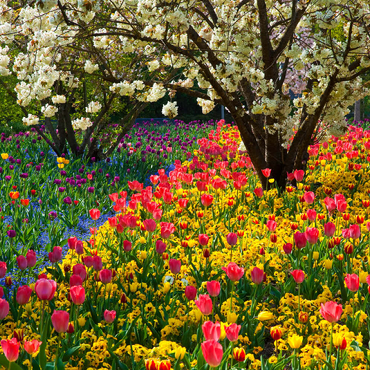 Darstellung des Puzzle Motivs Blumenanlage im Luisenpark in Mannheim 500 Puzzle 3D Modell