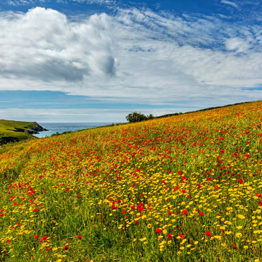 Darstellung des Puzzle Motivs Wildblumenwiese bei West Pentire, Nordküste, Cornwall 200 Puzzle 3D Modell