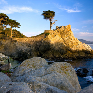 Darstellung des Puzzle Motivs Monterey Zypresse (Lone Cypress) an der Pazifikküste bei 1000 Puzzle 3D Modell