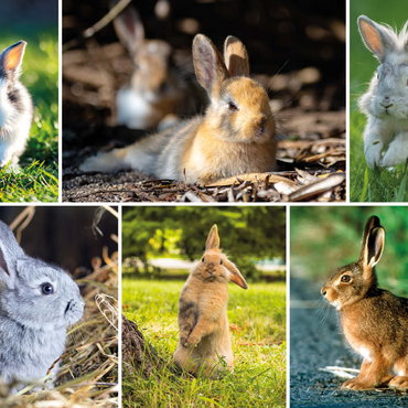 Darstellung des Puzzle Motivs Hasen & Kaninchen - Collage No. 2 200 Puzzle 3D Modell