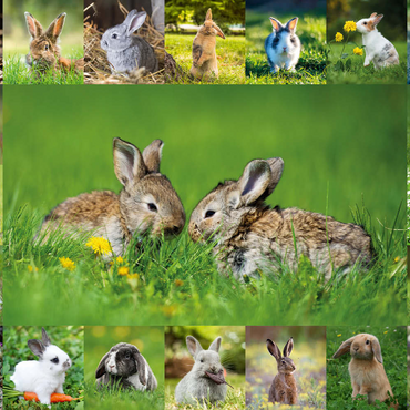 Darstellung des Puzzle Motivs Hasen & Kaninchen - Collage No. 5 500 Puzzle 3D Modell