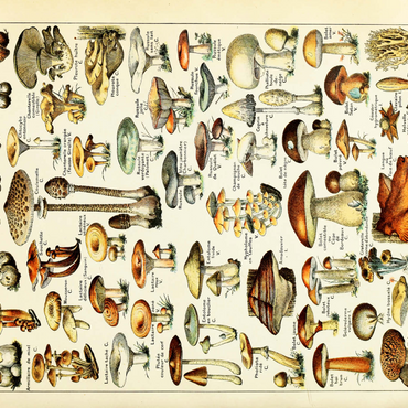 Champignons - Mushrooms For All, Vintage Art Poster, Adolphe Millot 1000 Puzzle 3D Modell