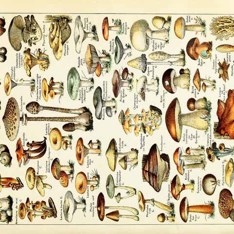 Champignons - Pilze für Alle, Vintage Art Poster, Adolphe Millot 1000 Puzzle 3D Modell