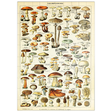puzzleplate Champignons - Pilze für Alle, Vintage Art Poster, Adolphe Millot 100 Puzzle