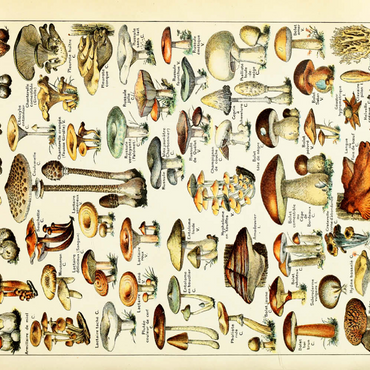 Champignons - Pilze für Alle, Vintage Art Poster, Adolphe Millot 100 Puzzle 3D Modell