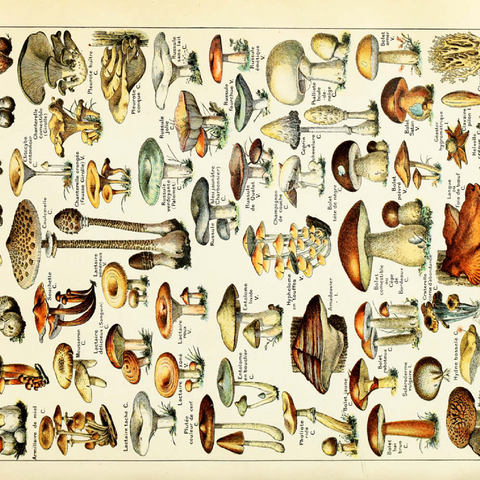 Champignons - Mushrooms For All, Vintage Art Poster, Adolphe Millot 100 Puzzle 3D Modell