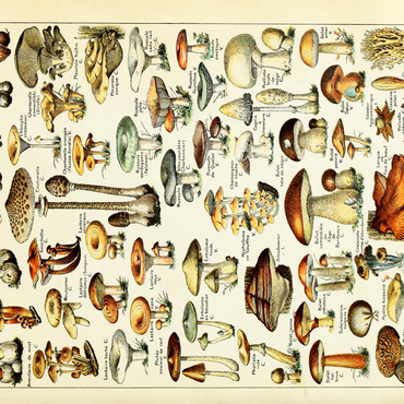 Champignons - Pilze für Alle, Vintage Art Poster, Adolphe Millot 500 Puzzle 3D Modell