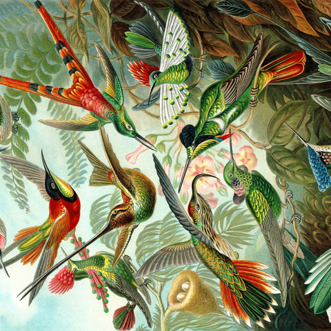 Hummingbirds and Trochilidae (Kolibris), Vintage Art Poster, Ernst Haeckel 1000 Puzzle 3D Modell