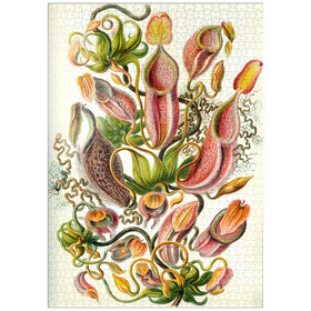 Darstellung des Puzzle-Motivs Nepenthaceae - Kannenpflanze, Vintage Art Poster, Ernst Haeckel – Puzzleteile: 1000