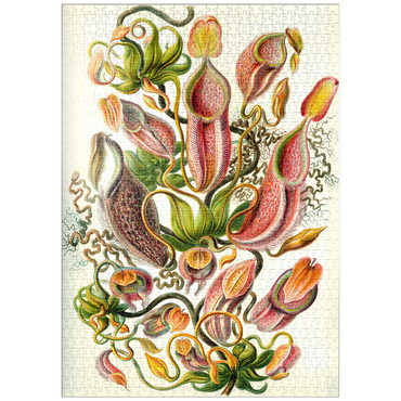 puzzleplate Nepenthaceae - Pitcher Plant, Vintage Art Poster, Ernst Haeckel 1000 Puzzle