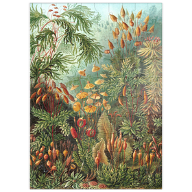 Darstellung des Puzzle Motivs Moss (Muscinae) - Kunstformen in der Natur, Vintage Art Poster, Ernst Haeckel - Puzzleteile: 100