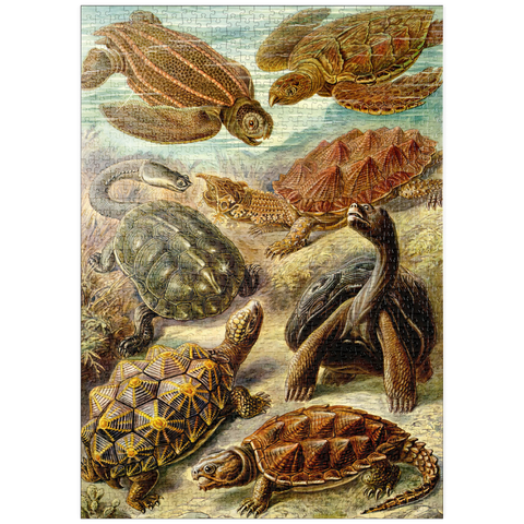 puzzleplate Turtle (Chelonia) - Art Forms in Nature, Vintage Art Poster, Ernst Haeckel 1000 Puzzle