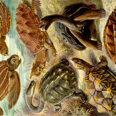 Turtle (Chelonia) - Art Forms in Nature, Vintage Art Poster, Ernst Haeckel 1000 Puzzle 3D Modell