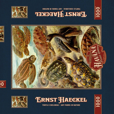 Turtle (Chelonia) - Art Forms in Nature, Vintage Art Poster, Ernst Haeckel 1000 Puzzle Schachtel 3D Modell