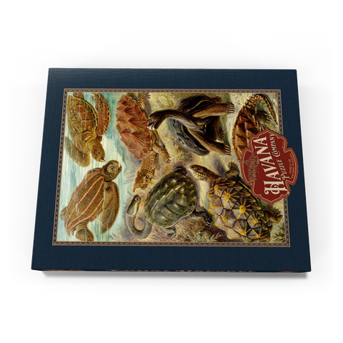 Turtle (Chelonia) - Art Forms in Nature, Vintage Art Poster, Ernst Haeckel 100 Puzzle Schachtel Ansicht3