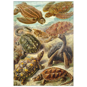 Darstellung des Puzzle Motivs Schildkröten (Chelonia) - Kunstformen in der Natur, Vintage Art Poster, Ernst Haeckel - Puzzleteile: 100