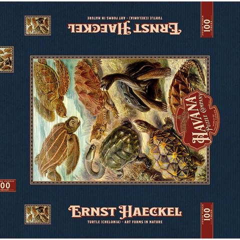 Turtle (Chelonia) - Art Forms in Nature, Vintage Art Poster, Ernst Haeckel 100 Puzzle Schachtel 3D Modell