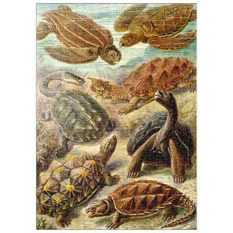 puzzleplate Turtle (Chelonia) - Art Forms in Nature, Vintage Art Poster, Ernst Haeckel 500 Puzzle