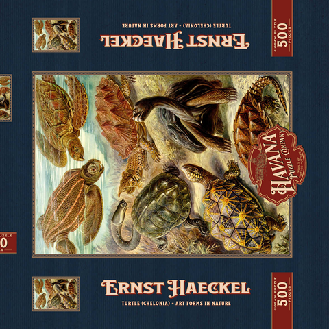 Turtle (Chelonia) - Art Forms in Nature, Vintage Art Poster, Ernst Haeckel 500 Puzzle Schachtel 3D Modell