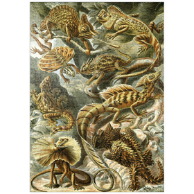 Darstellung des Puzzle-Motivs Eidechsen (Lacertilia) - Kunstformen in der Natur, Vintage Art Poster, Ernst Haeckel – Puzzleteile: 1000