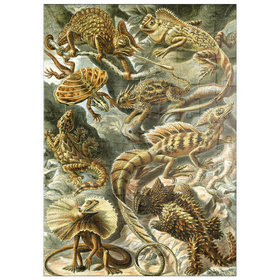 Darstellung des Puzzle Motivs Eidechsen (Lacertilia) - Kunstformen in der Natur, Vintage Art Poster, Ernst Haeckel - Puzzleteile: 100