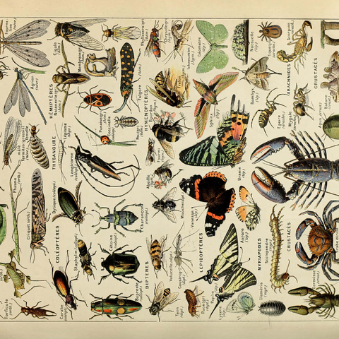 Arthropoda For All, Vintage Art Poster, Adolphe Millot 1000 Puzzle 3D Modell