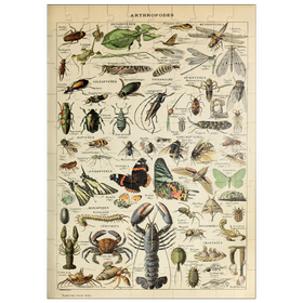 Darstellung des Puzzle Motivs Gliederfüßer für alle, Vintage Art Poster, Adolphe Millot - Puzzleteile: 100